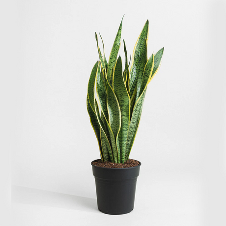 Sansevieria trifasciata 'Laurentii' or Snake Plant