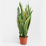 Sansevieria trifasciata 'Laurentii' or Snake Plant