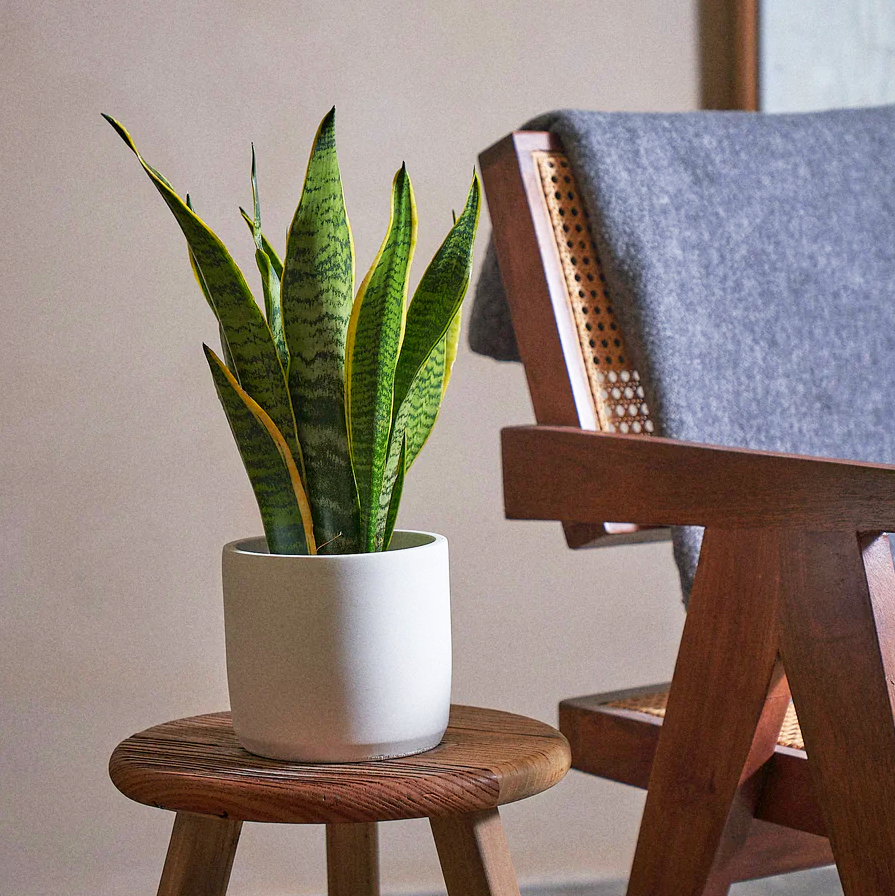 Sansevieria trifasciata 'Laurentii' or Snake Plant