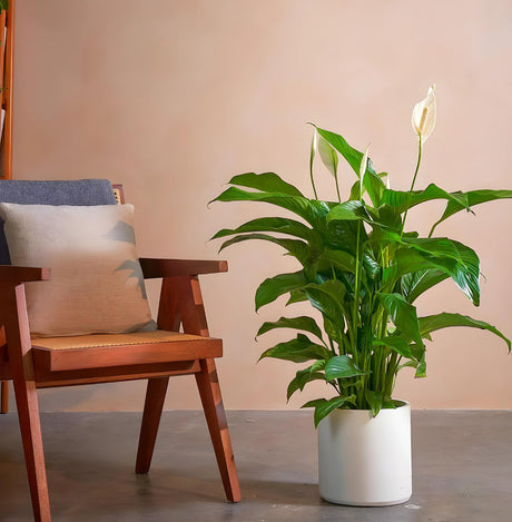 Spathiphyllum or Peace Lily "زنبق السلام"