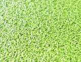 Live Floating Duckweeds "Lemna Minor"