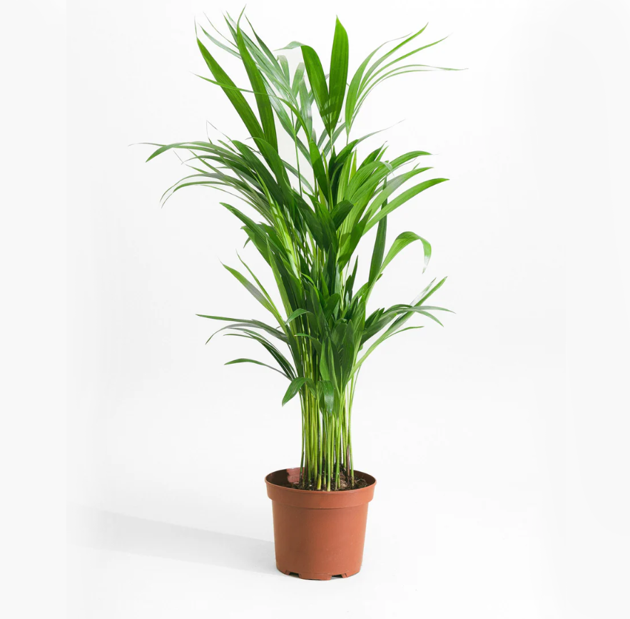 Chrysalidocarpus lutescens or Areca Palm Holland