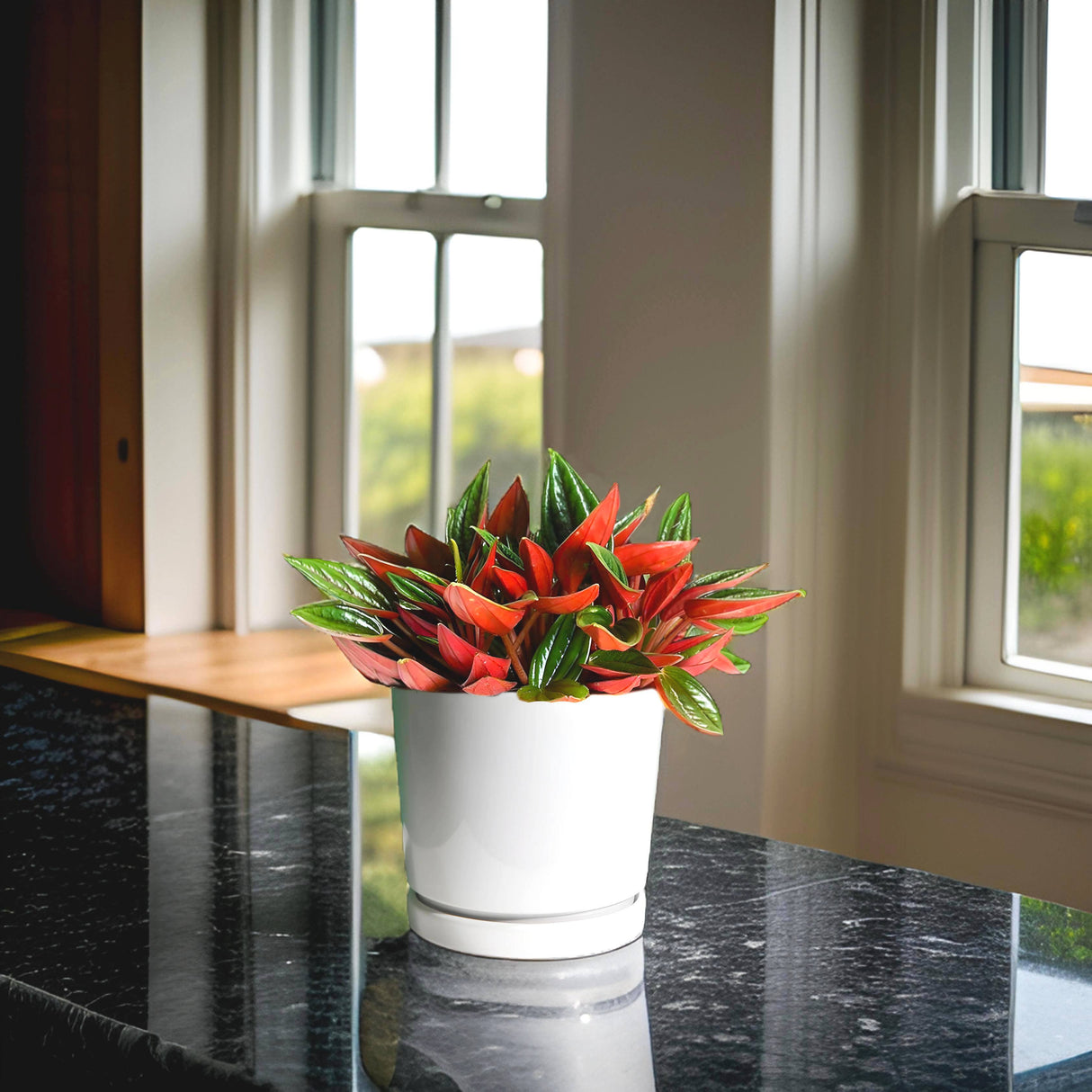 Peperomia Caperata