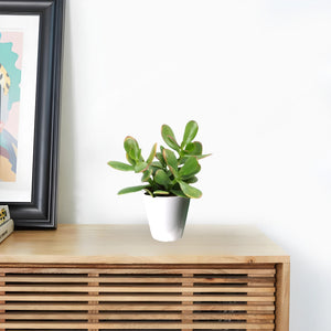 Indoor Succulents & Cactus