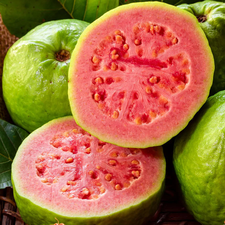 Psidium Guajava Red Or  Red Guava Tree 1.0-1.2m شجرة الجوافة