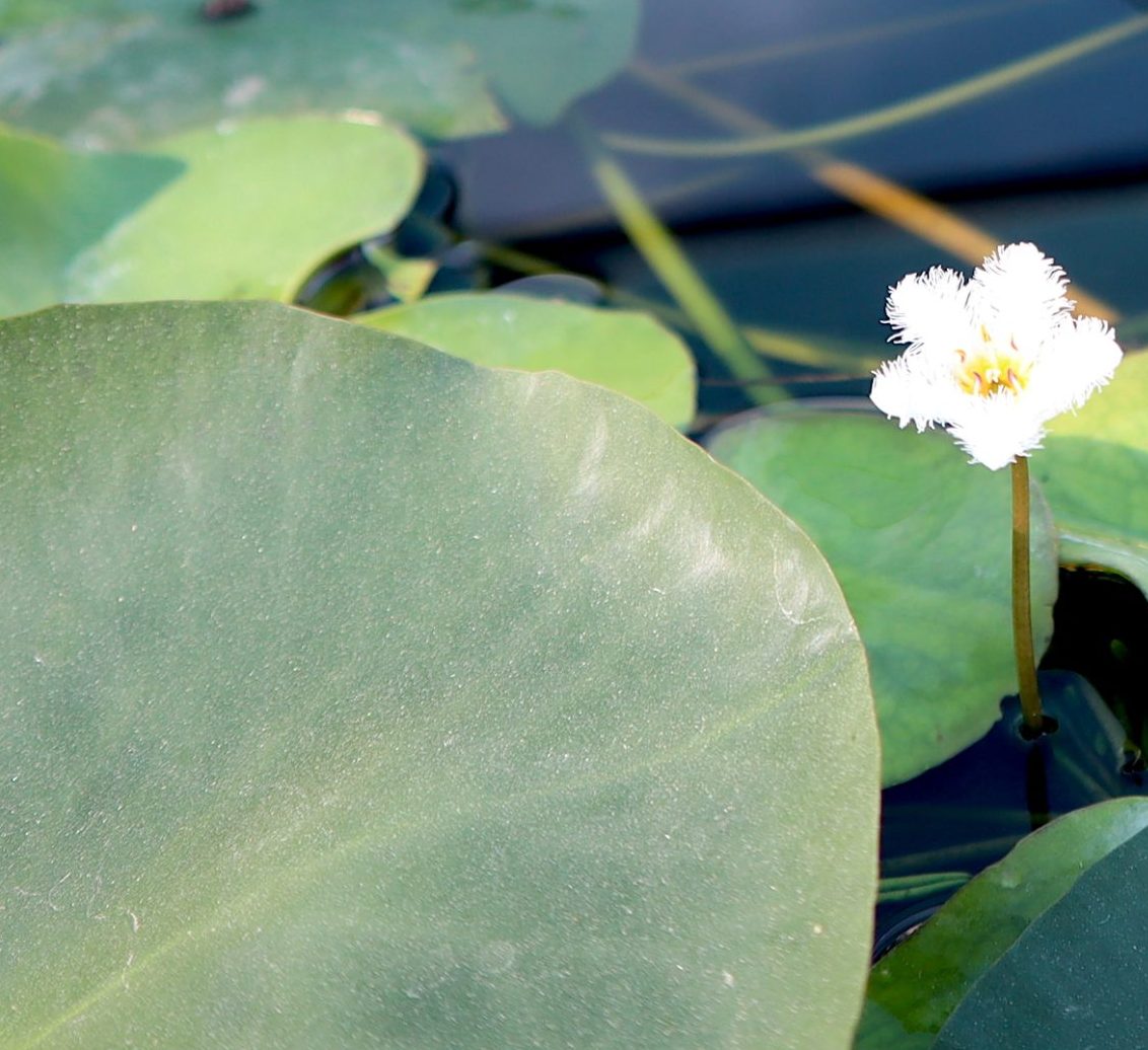 Water Lily Hardy Nymphaea "Wanvisa"