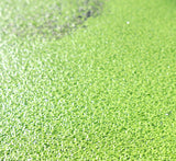 Live Floating Duckweeds "Lemna Minor"