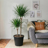 Dracaena Marginata | Dubai's Best Houseplant!