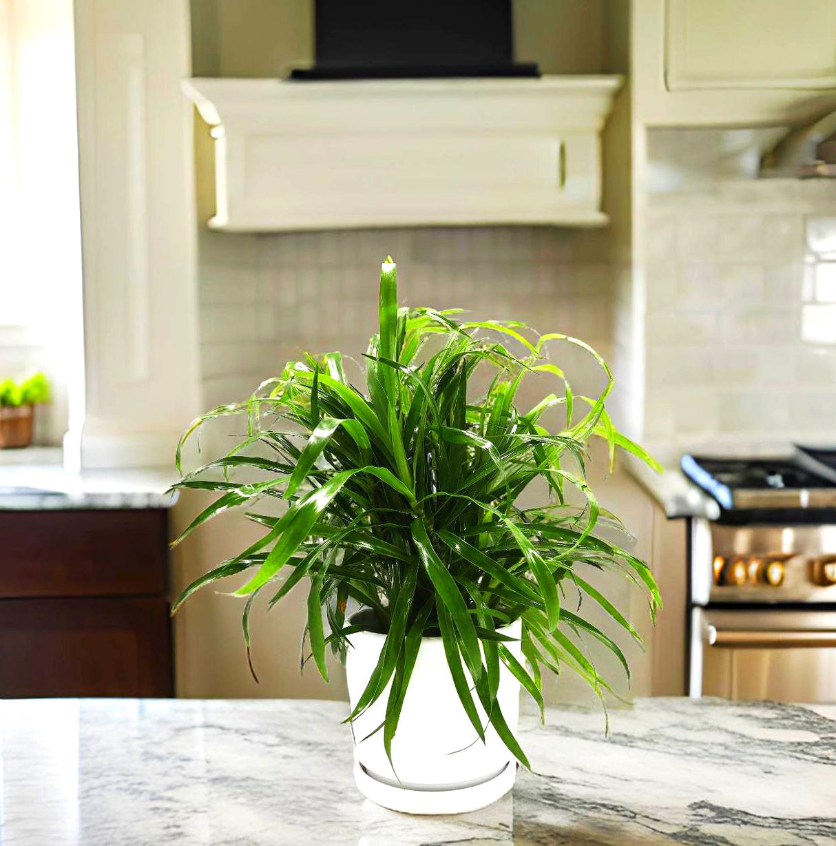 Green Dracaena Sanderiana | Sanderiana Green 25-30cm