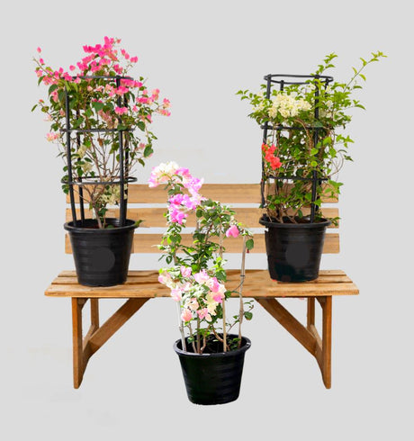 3 Bougainvillea Plants Bundle