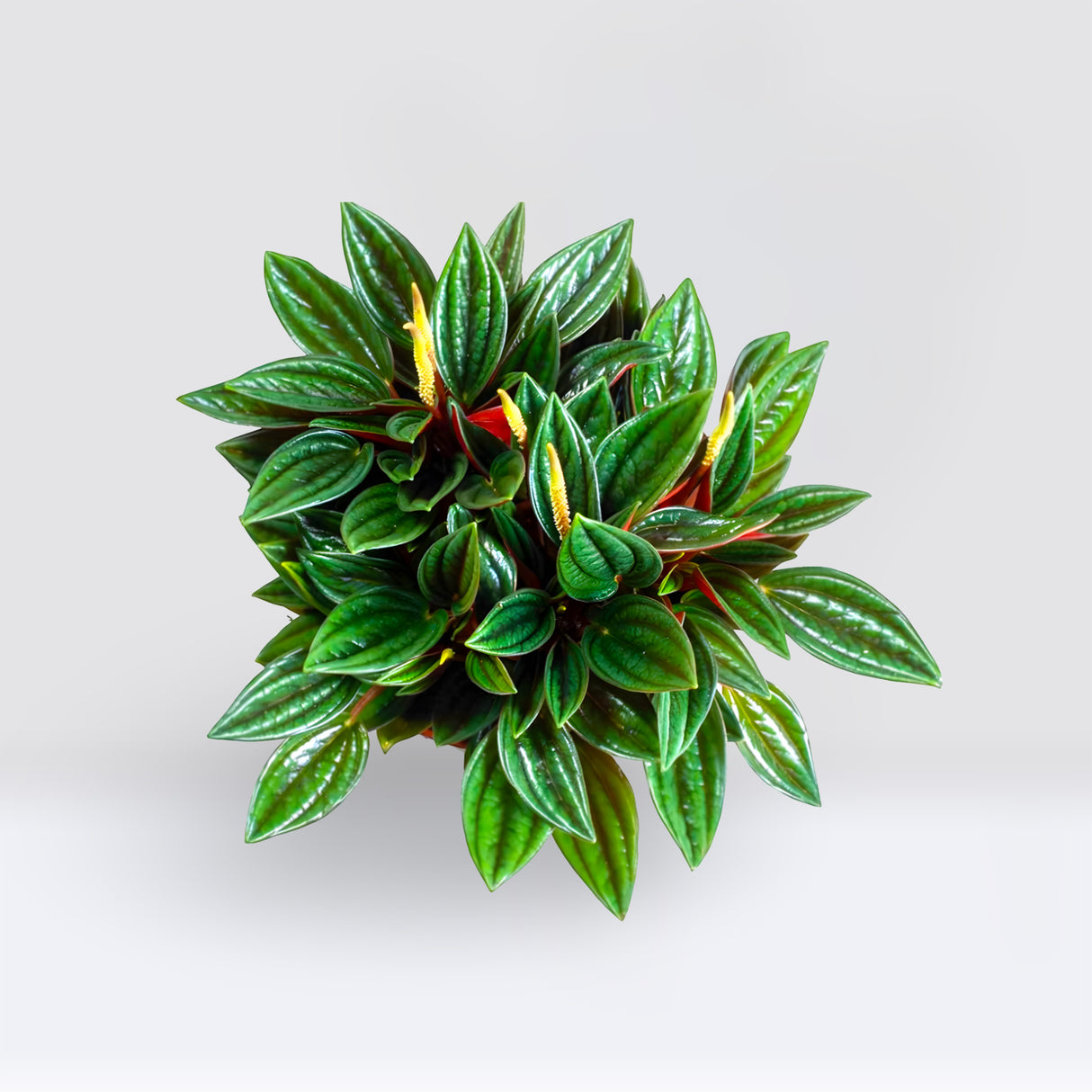 Peperomia Caperata