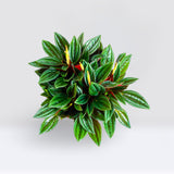Peperomia Caperata
