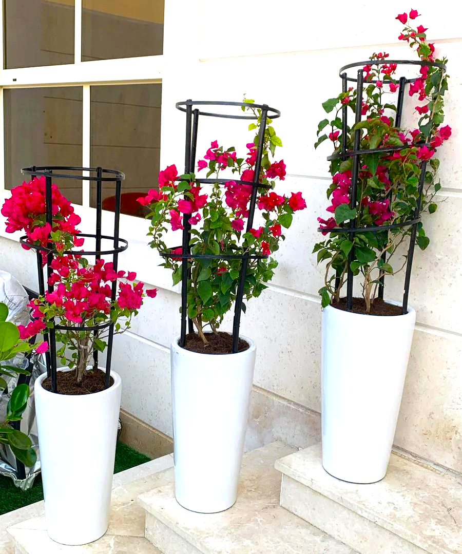3Pcs Bougainvillea Spectabilis Bundle 80 - 100cm  in Ceramic Pot