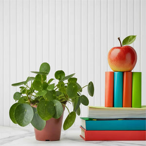 Indoor Evergreen Plants