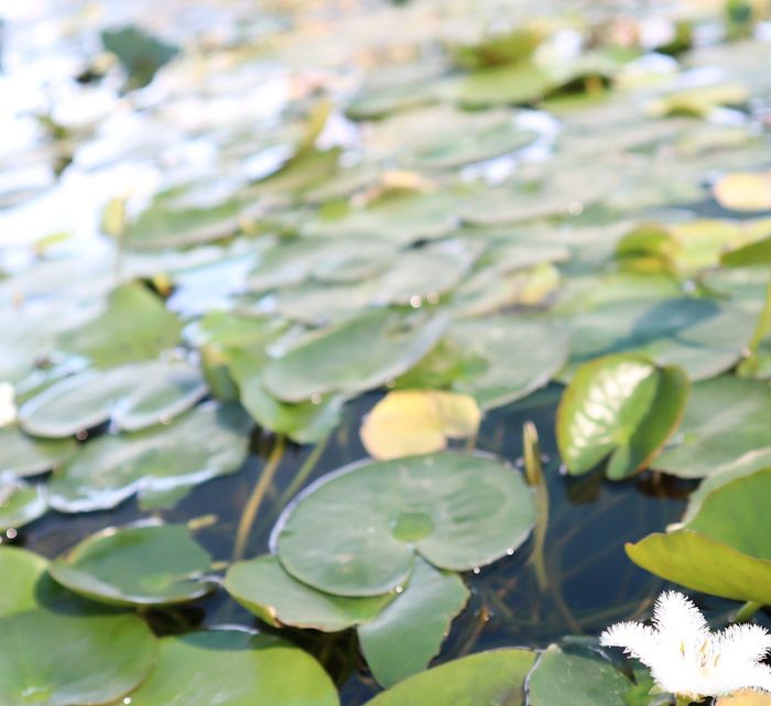 Water Lily Hardy Nymphaea "Wanvisa"