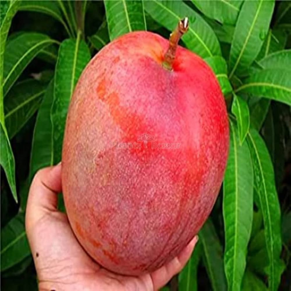Mango Thai Red 1.5-2.0m