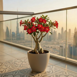 Adenium obesum Or Desert Rose وردة الصحراء