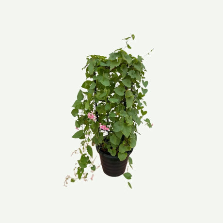 Antigonon leptopus or Coral vine "Mexican creeper" 80 - 100cm