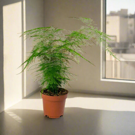 Asparagus Setaceus