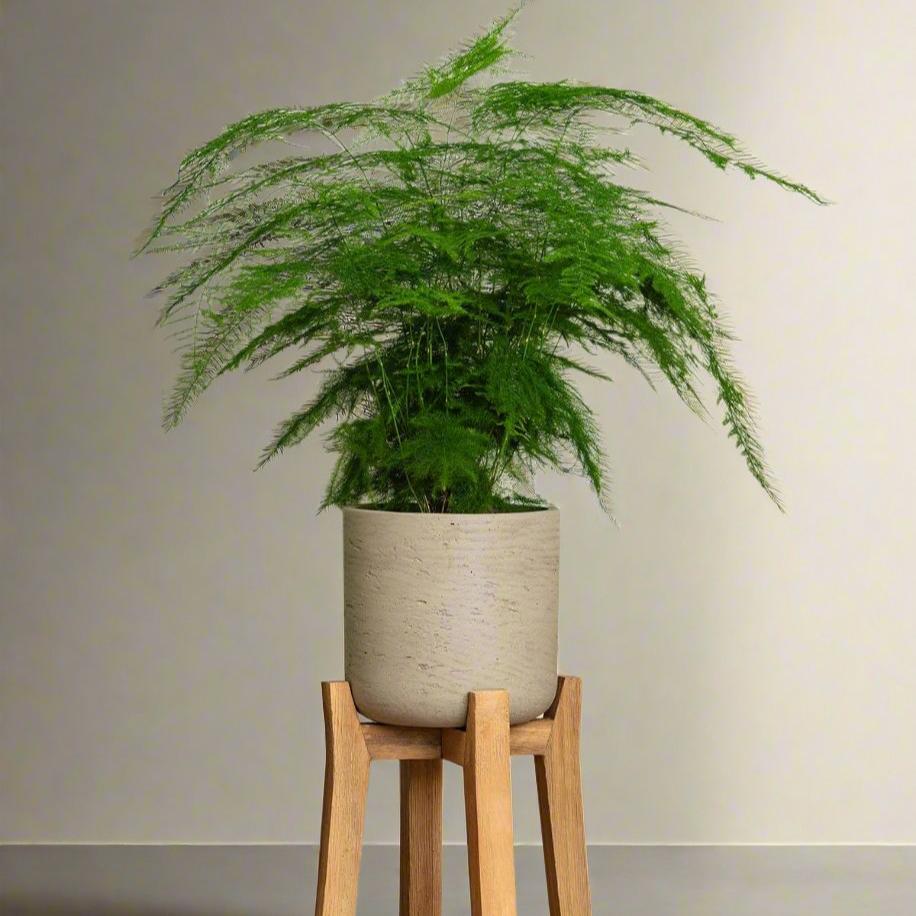 Asparagus Setaceus