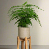 Asparagus Setaceus
