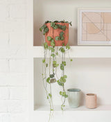 Ceropegia woodii or String of Hearts