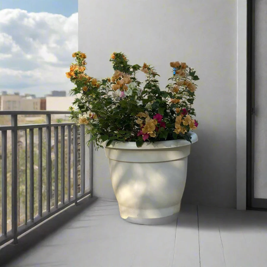 Bougainvillea Orange Mix in 20″ Cosmoplast Round Pot