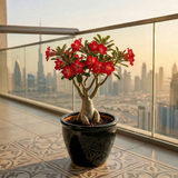 Adenium obesum Or Desert Rose وردة الصحراء