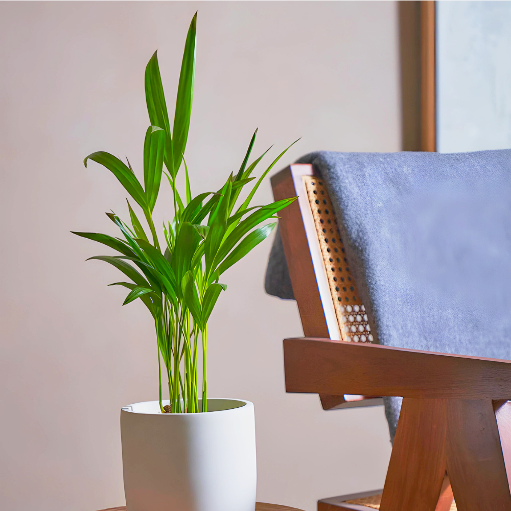 Chrysalidocarpus lutescens or Areca Palm Holland