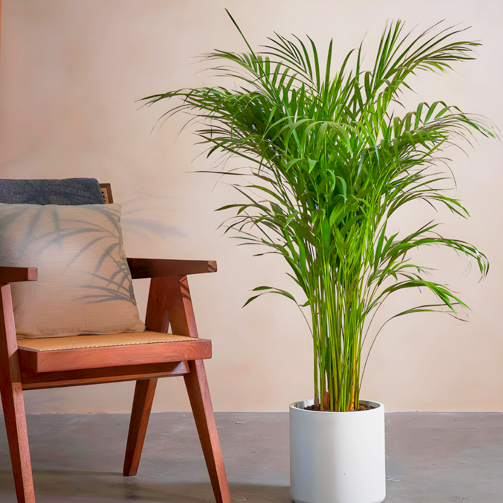 Chrysalidocarpus lutescens or Areca Palm Holland