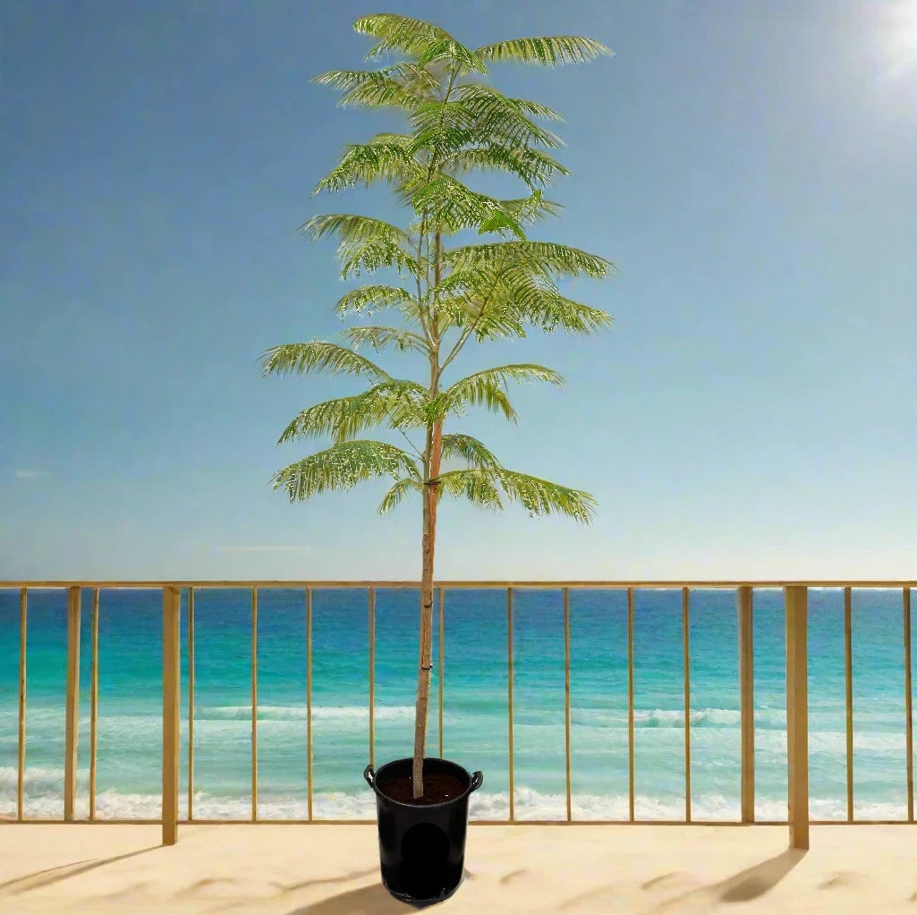 Delonix regia, Flame Tree or Royal Poinciana