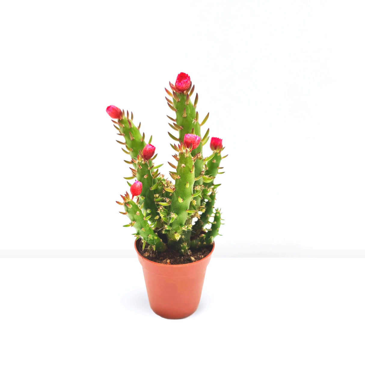 Eve's pin Cactus | Opuntia Subulata Indoor 5-8cm