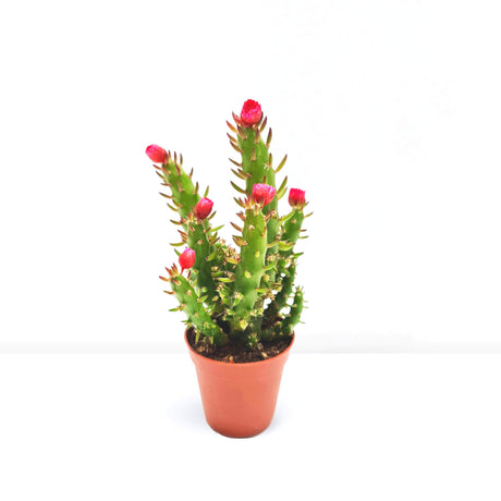 Eve's pin Cactus | Opuntia Subulata Indoor 5-8cm