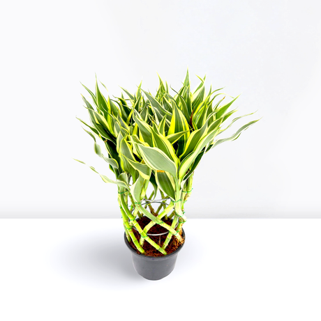 Dracaena Sanderiana | Ribbon Dracaena