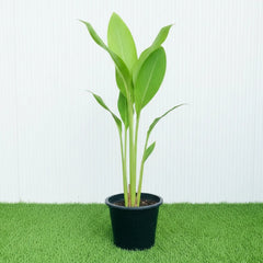 Canna indica or Canna Green