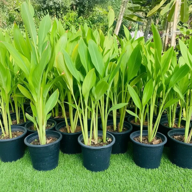 Canna indica or Canna Green
