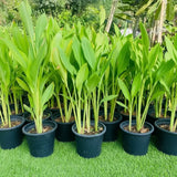 Canna indica or Canna Green