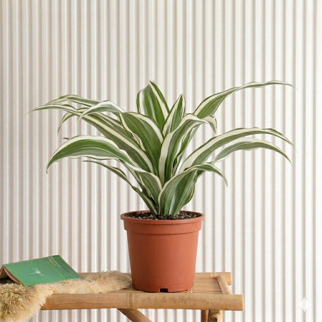 Dracaena Deremensis "Warneckii"