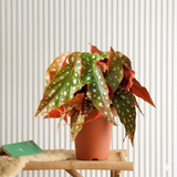 Begonia maculata or Polka Dot begonia 20 - 30cm