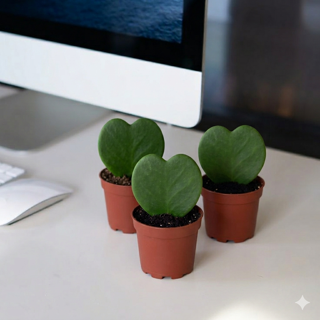 Lucky Heart | Hoya Kerrii | Double Heart | Sweetheart Plant | Valentine Hoya 5-10cm