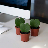 Lucky Heart | Hoya Kerrii | Double Heart | Sweetheart Plant | Valentine Hoya 5-10cm