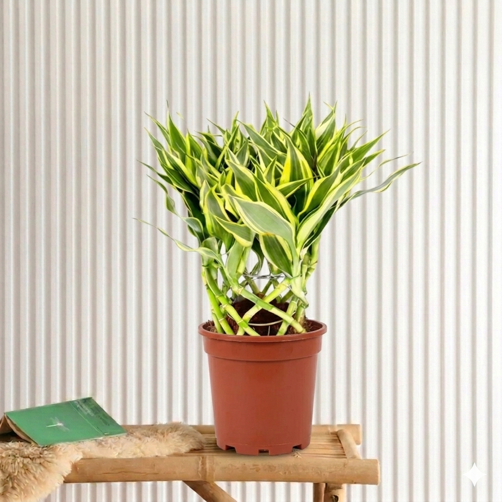 Dracaena Sanderiana | Ribbon Dracaena
