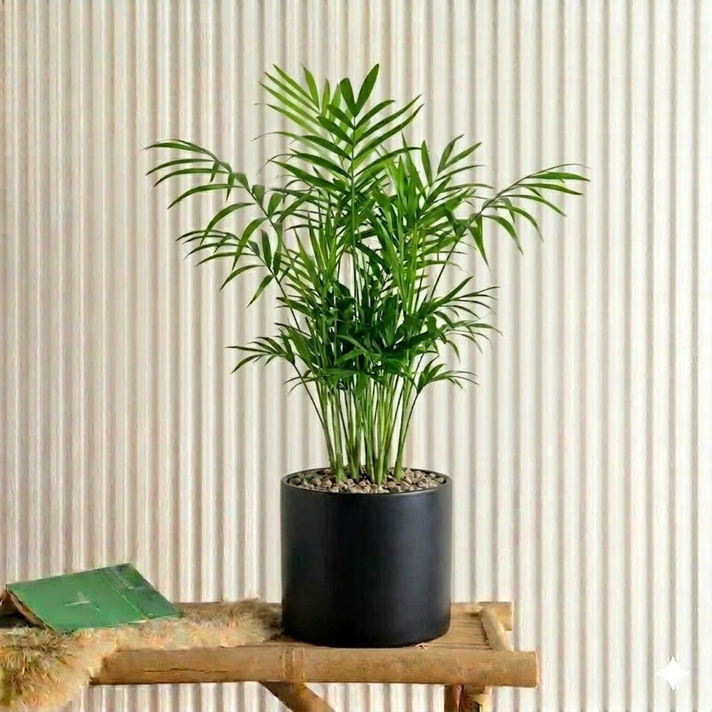 Chamaedorea Elegans, Parlour Palm or Bamboo Palm