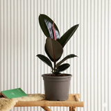 Ficus elastic Abidjan 30 – 40cm
