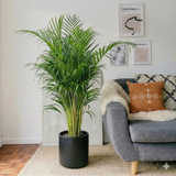 Areca Palm Holland | UAE's Best-Selling Palm!