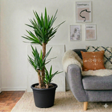 Yucca Elephantipes (80-100 cm) | Dubai Interior Decor!