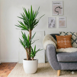 Yucca Elephantipes (80-100 cm) | Dubai Interior Decor!