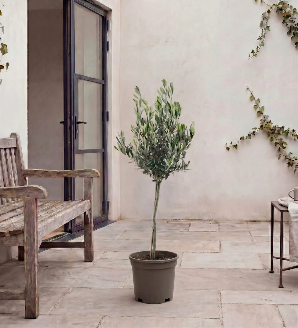 Olea europea or Olive Tree "1.0m-2.2m" شجرة زيتون