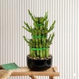 Lucky Bamboo Steps