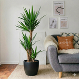 Yucca Elephantipes (80-100 cm) | Dubai Interior Decor!